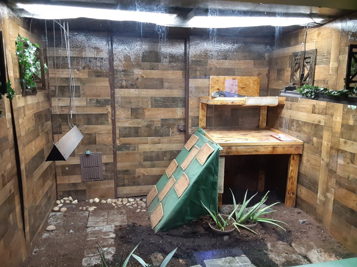 Hybrid Iguana Exhibit