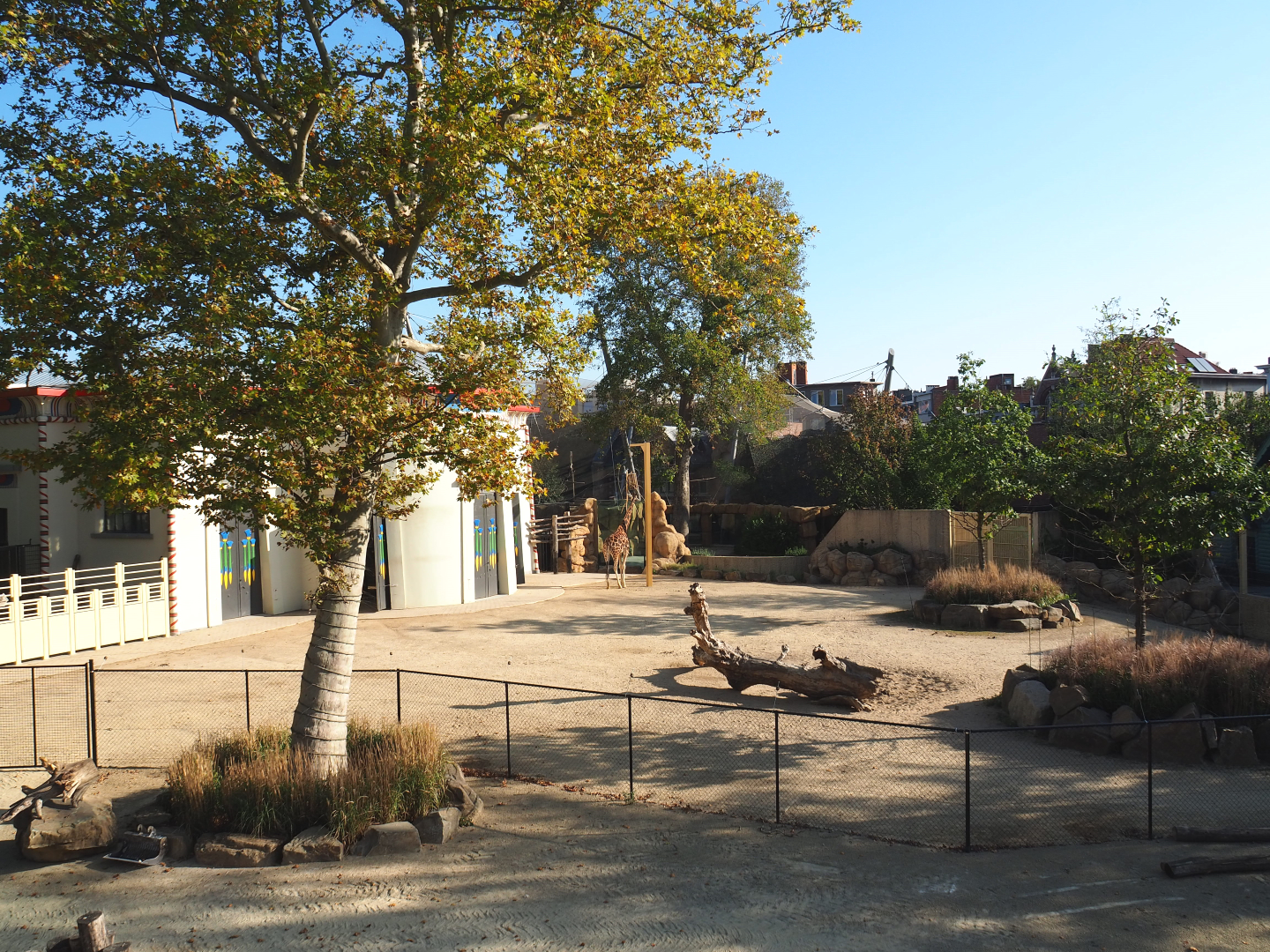 Hybrid/Impure giraffe and Hartmann's mountain zebra paddock seen from the viewing area on the pig house roof, 2020-09-20