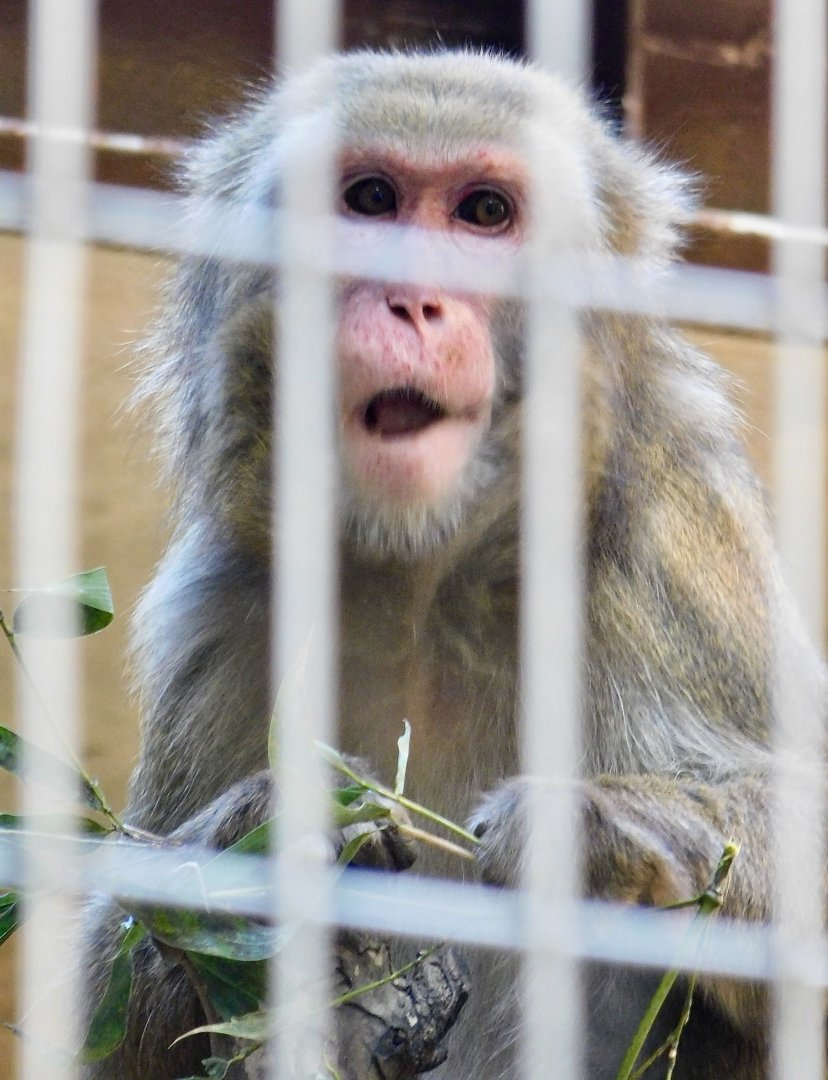 Hybrid Japanese Macaque (M. f. fuscata X M. f. yakui) November 29, 2025