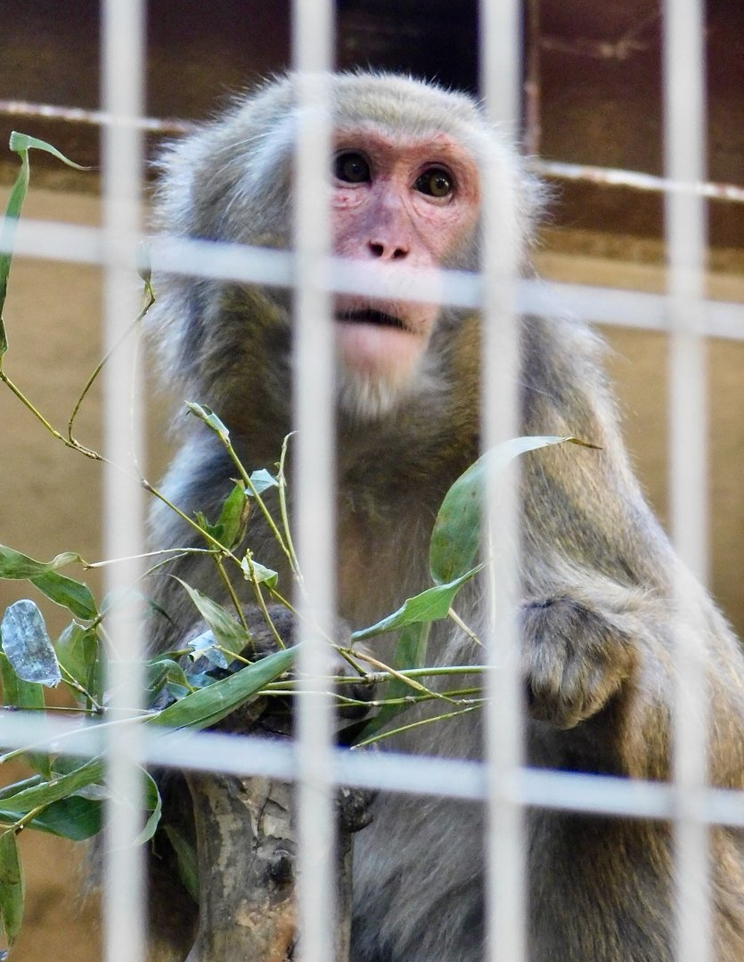 Hybrid Japanese Macaque (M. f. fuscata X M. f. yakui) November 29, 2025