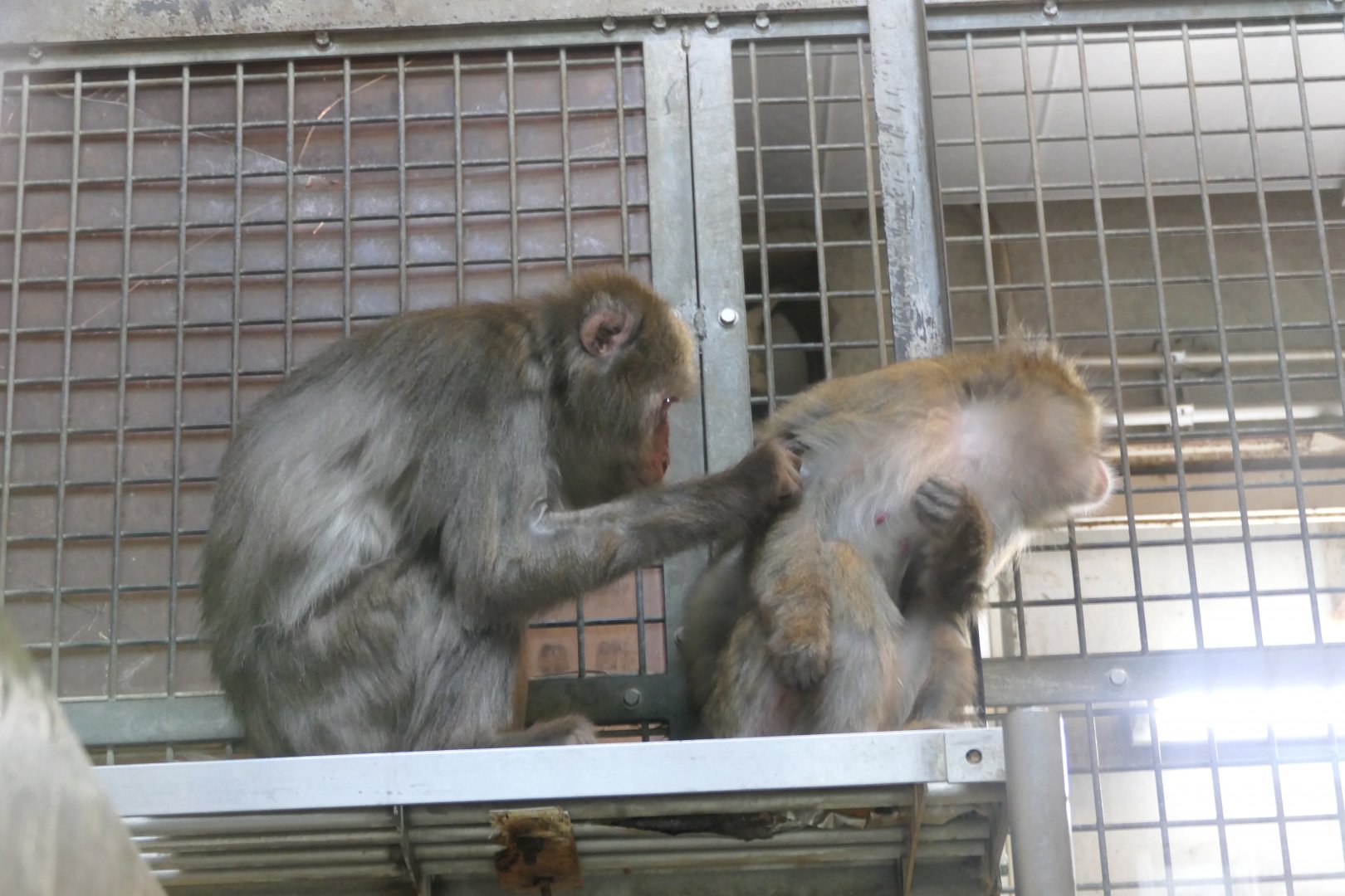 Hybrid Japanese Macaque (Macaca fuscata fuscata X fuscata yakui)
