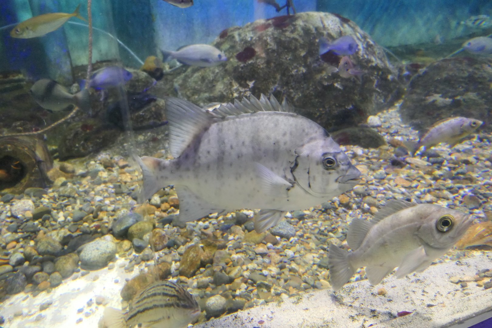 Hybrid Knifejaw (Oplegnathus fasciatus X punctatus) - Uozu Aquarium