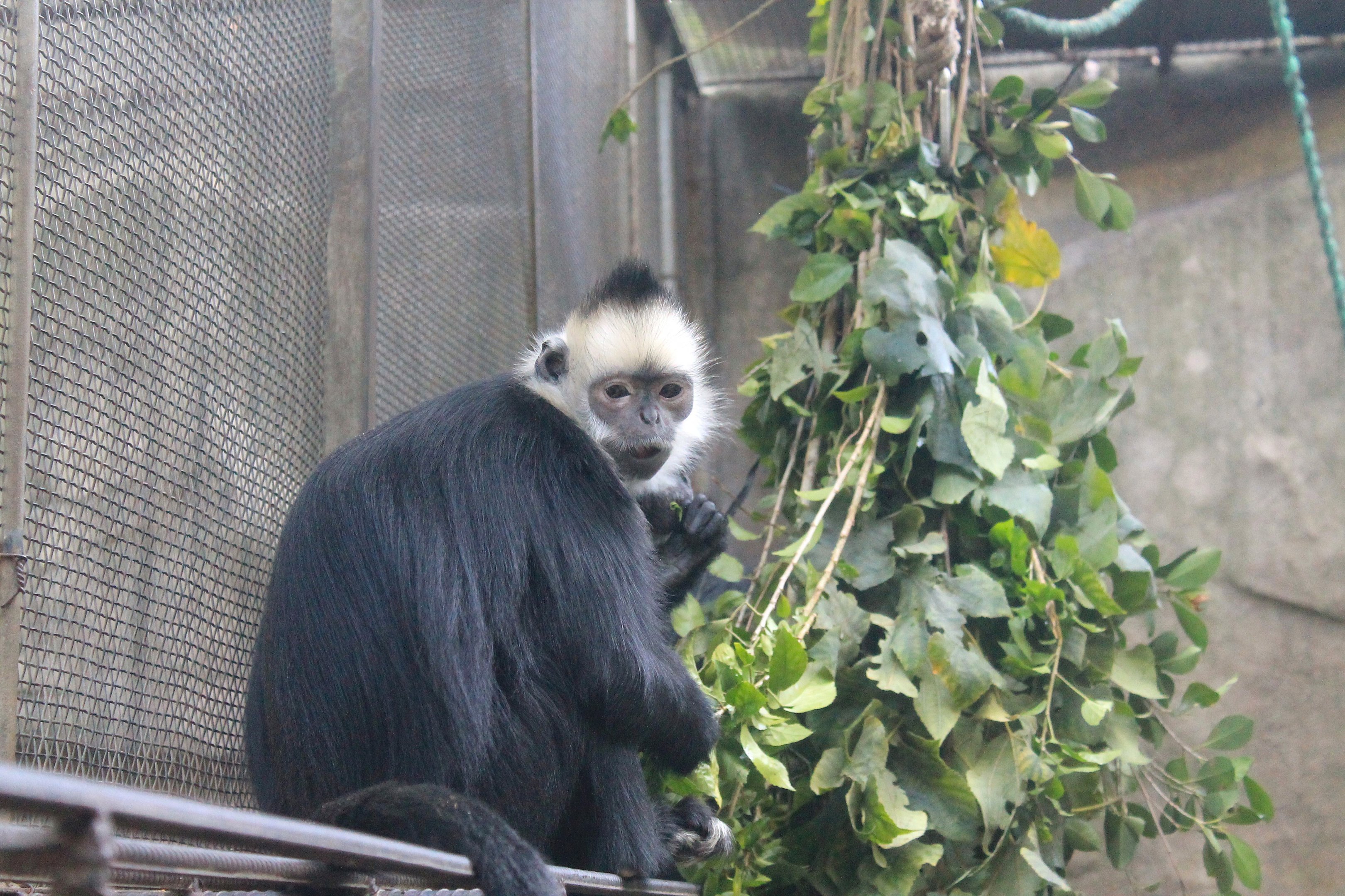 hybrid langur