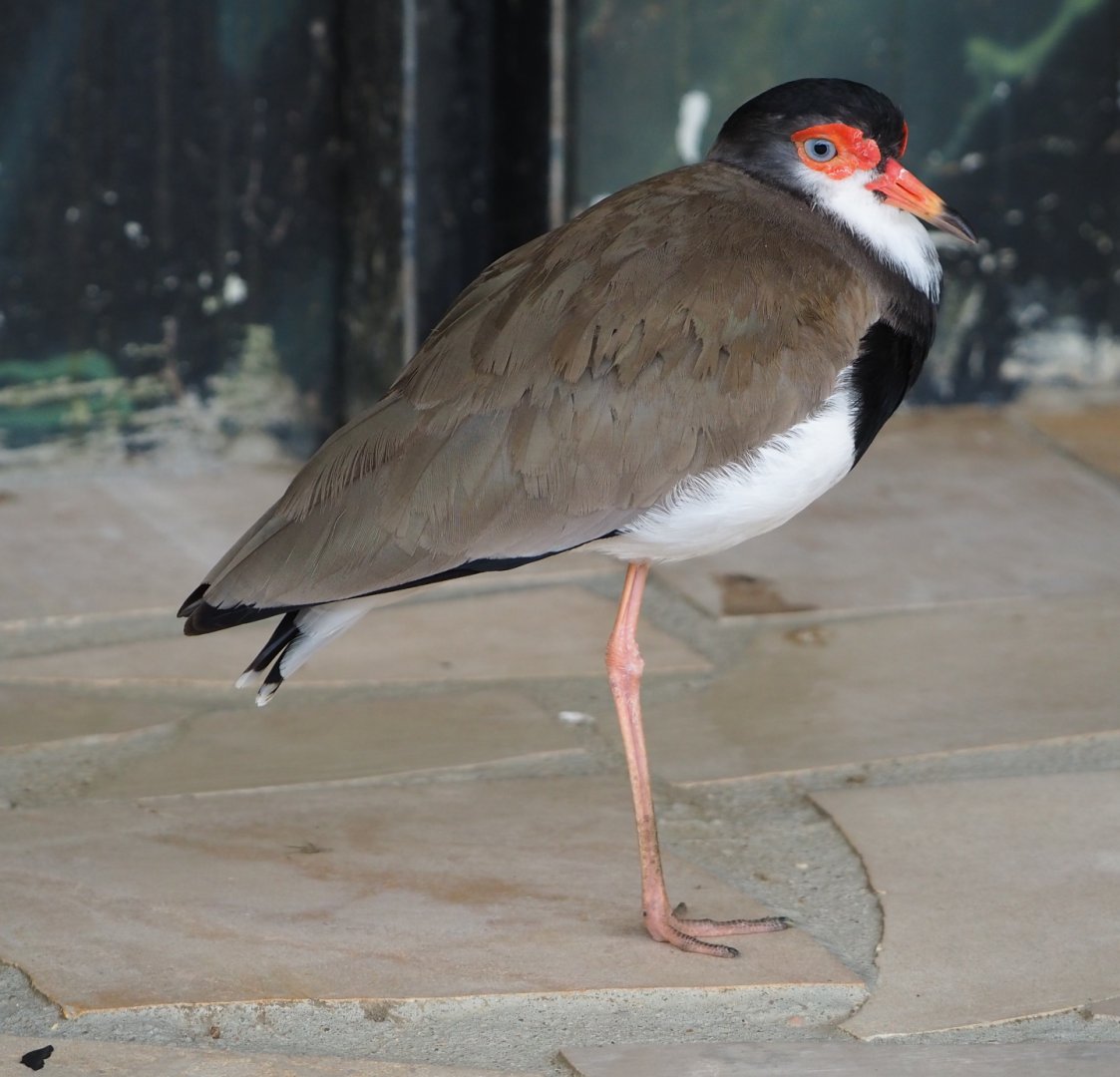 Hybrid lapwing - Masked lapwing X Southern lapwing (Vanellus miles miles X V. chilensis), 2021-06-15