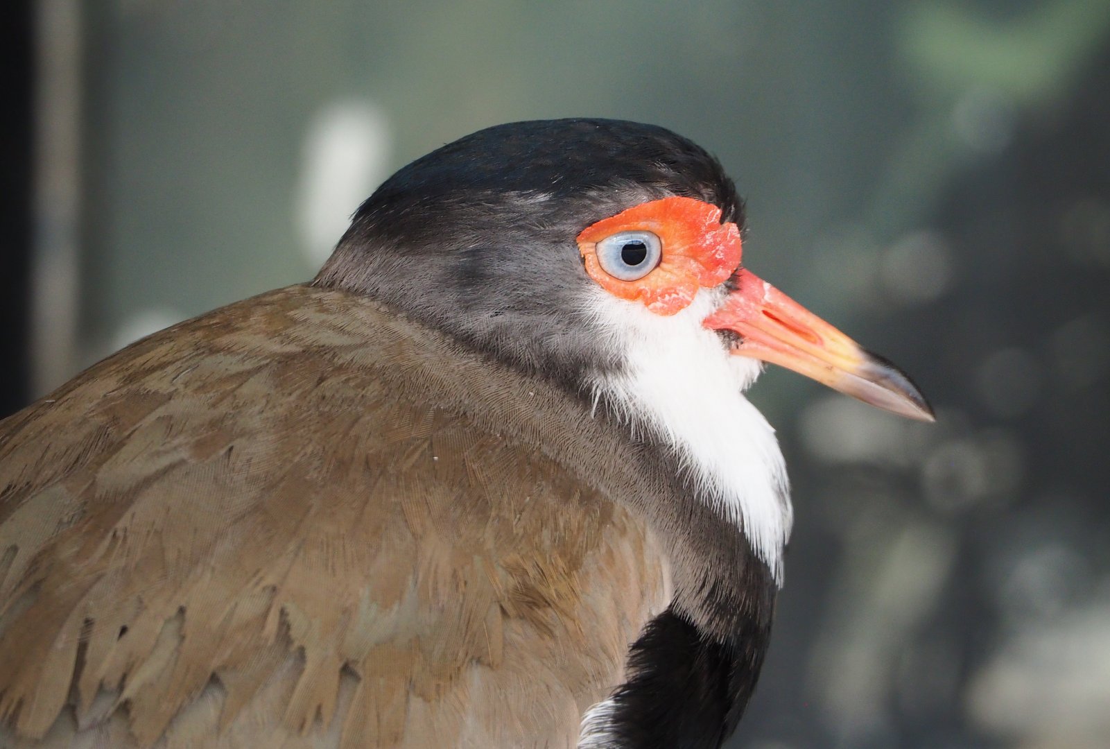 Hybrid lapwing - Masked lapwing X Southern lapwing (Vanellus miles miles X V. chilensis), 2021-06-15