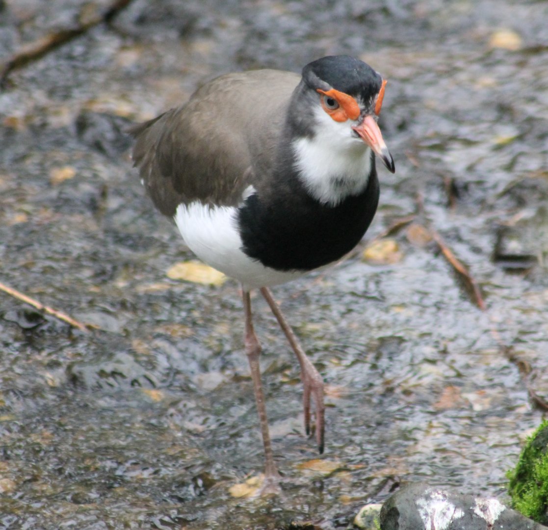 Hybrid Lapwing