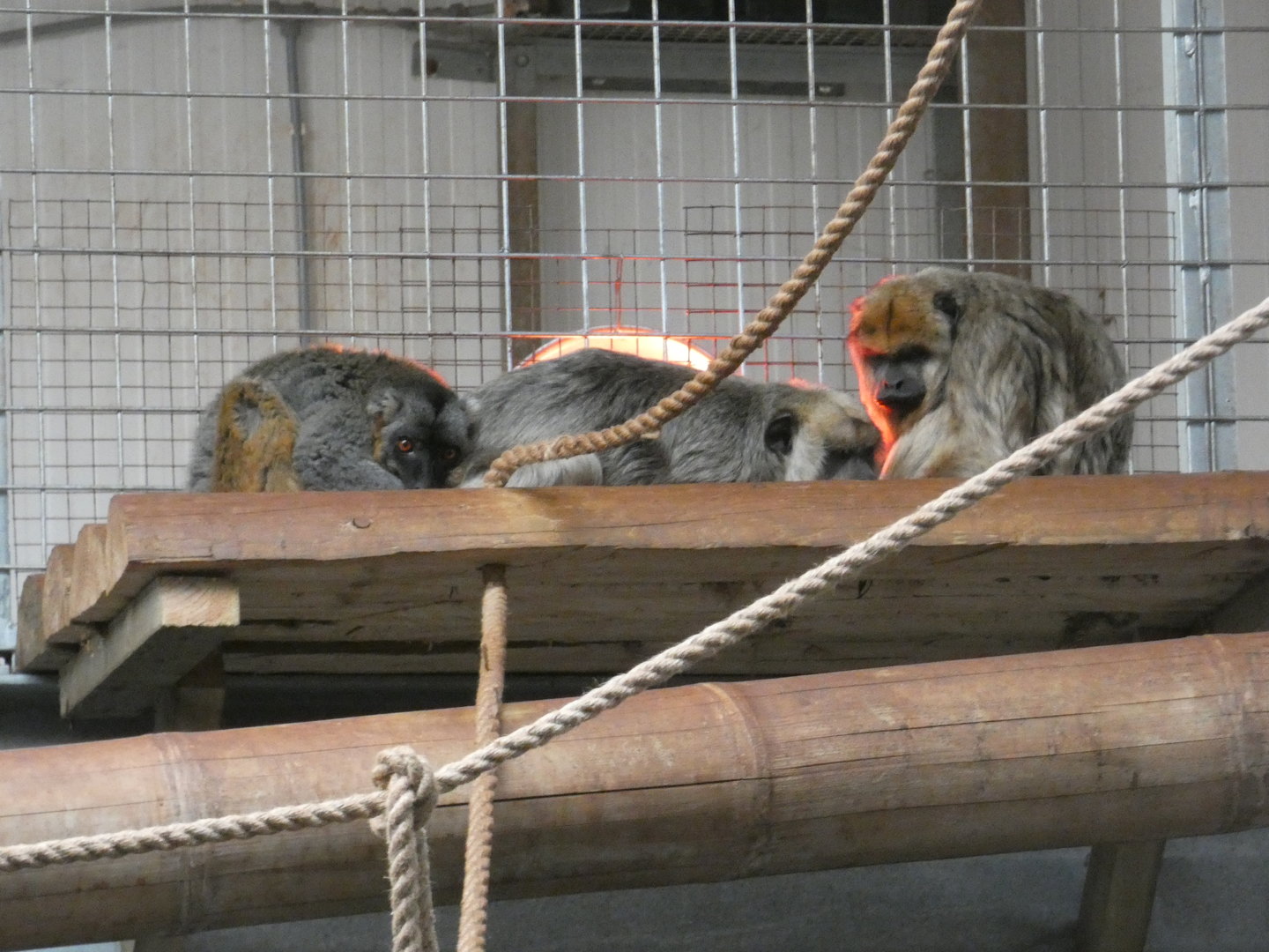 Hybrid lemur and howler monkeys