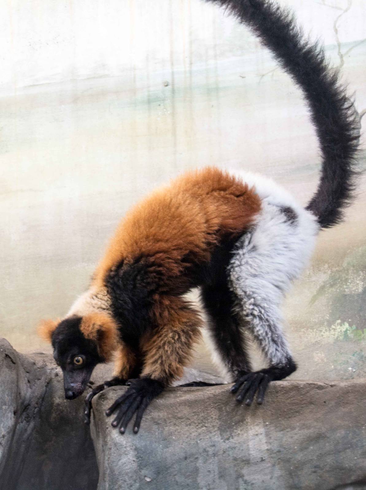 Hybrid Lemur - Pata Zoo 2014