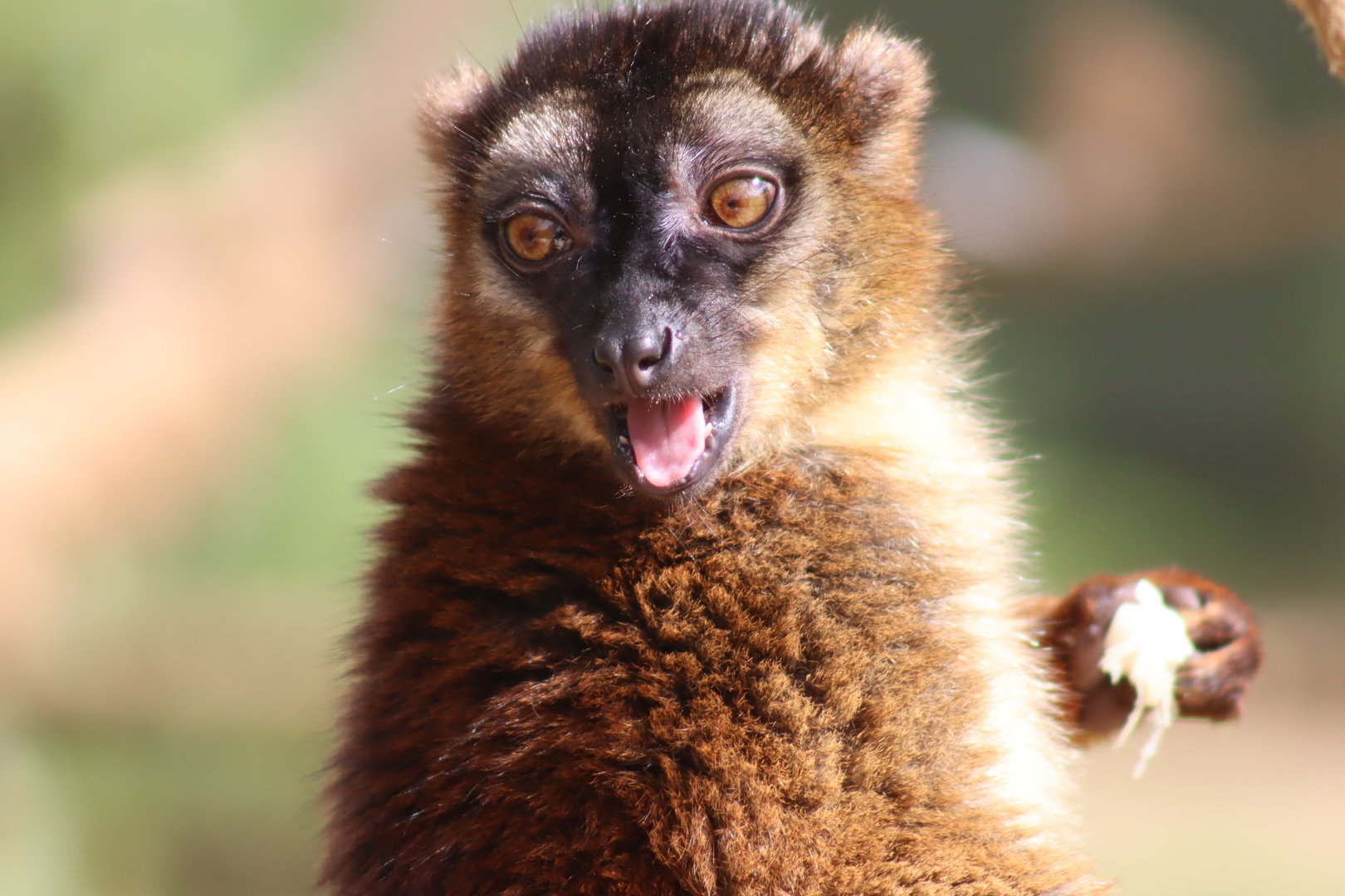Hybrid Lemur?