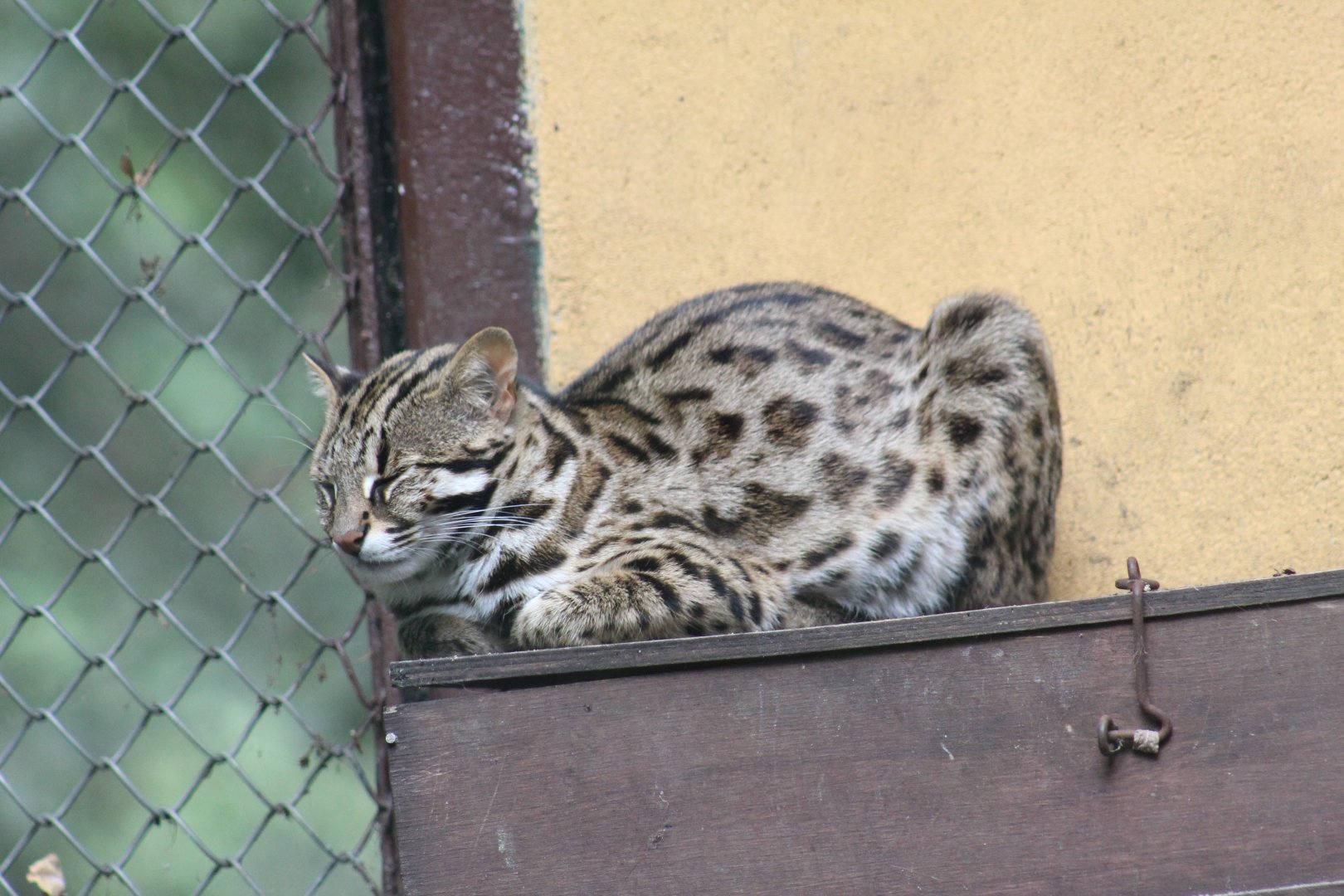 Hybrid Leopard Cat
