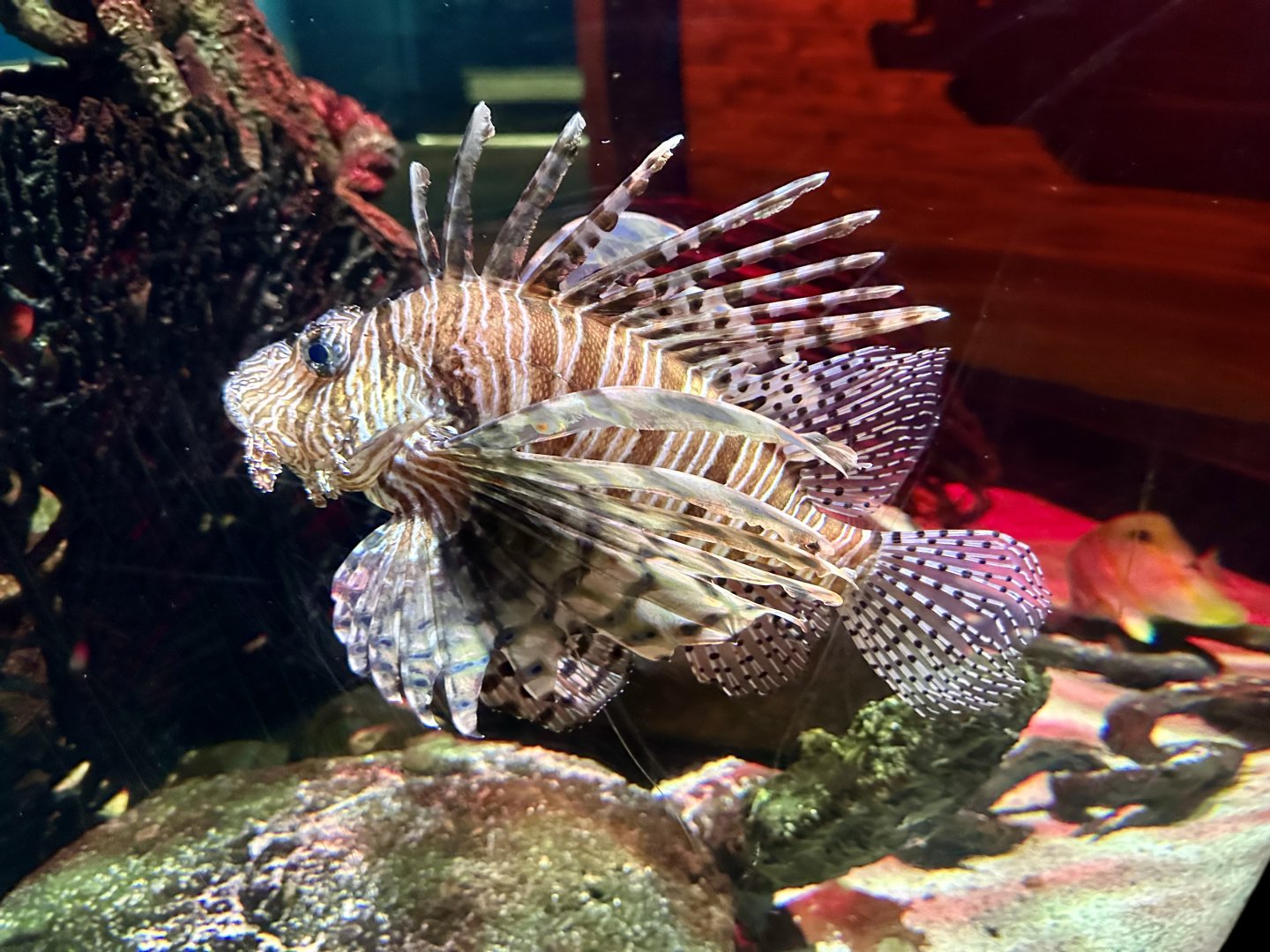 Hybrid lionfish (Pterois volitans x miles)