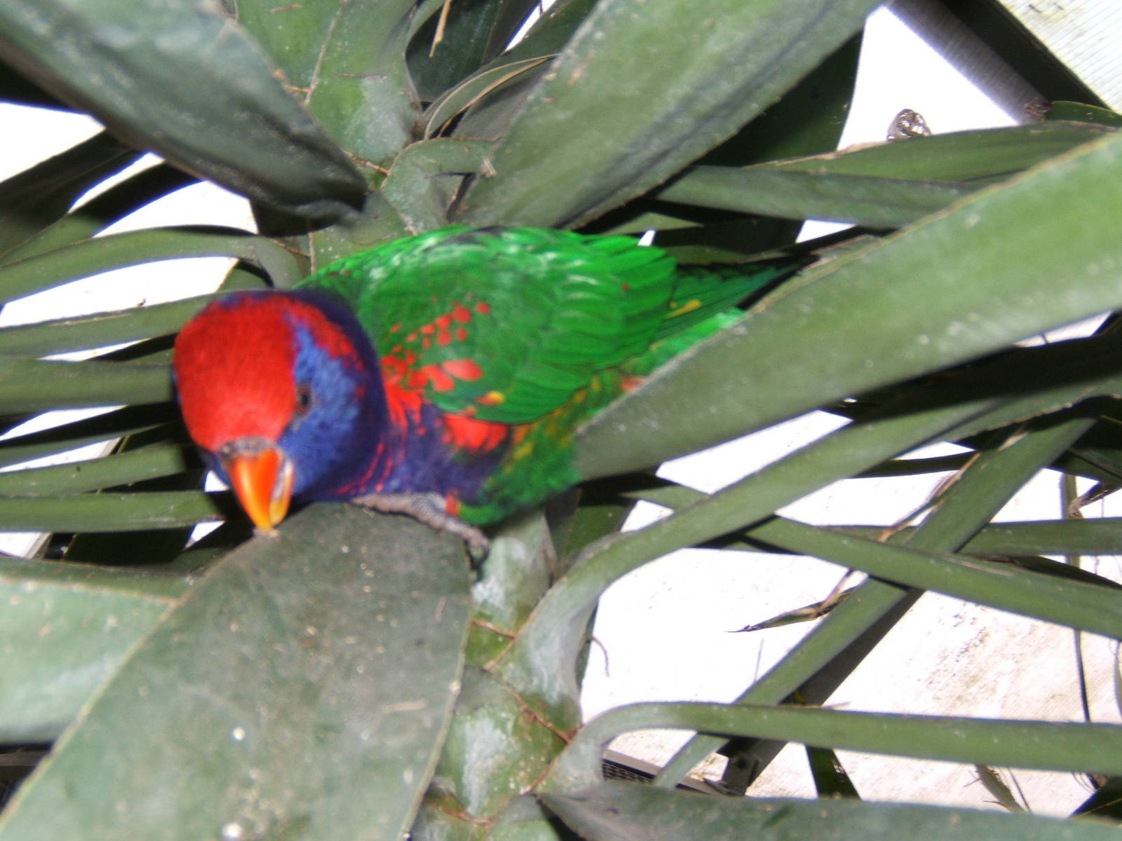 Hybrid Lorikeet at Woburn Safari Park