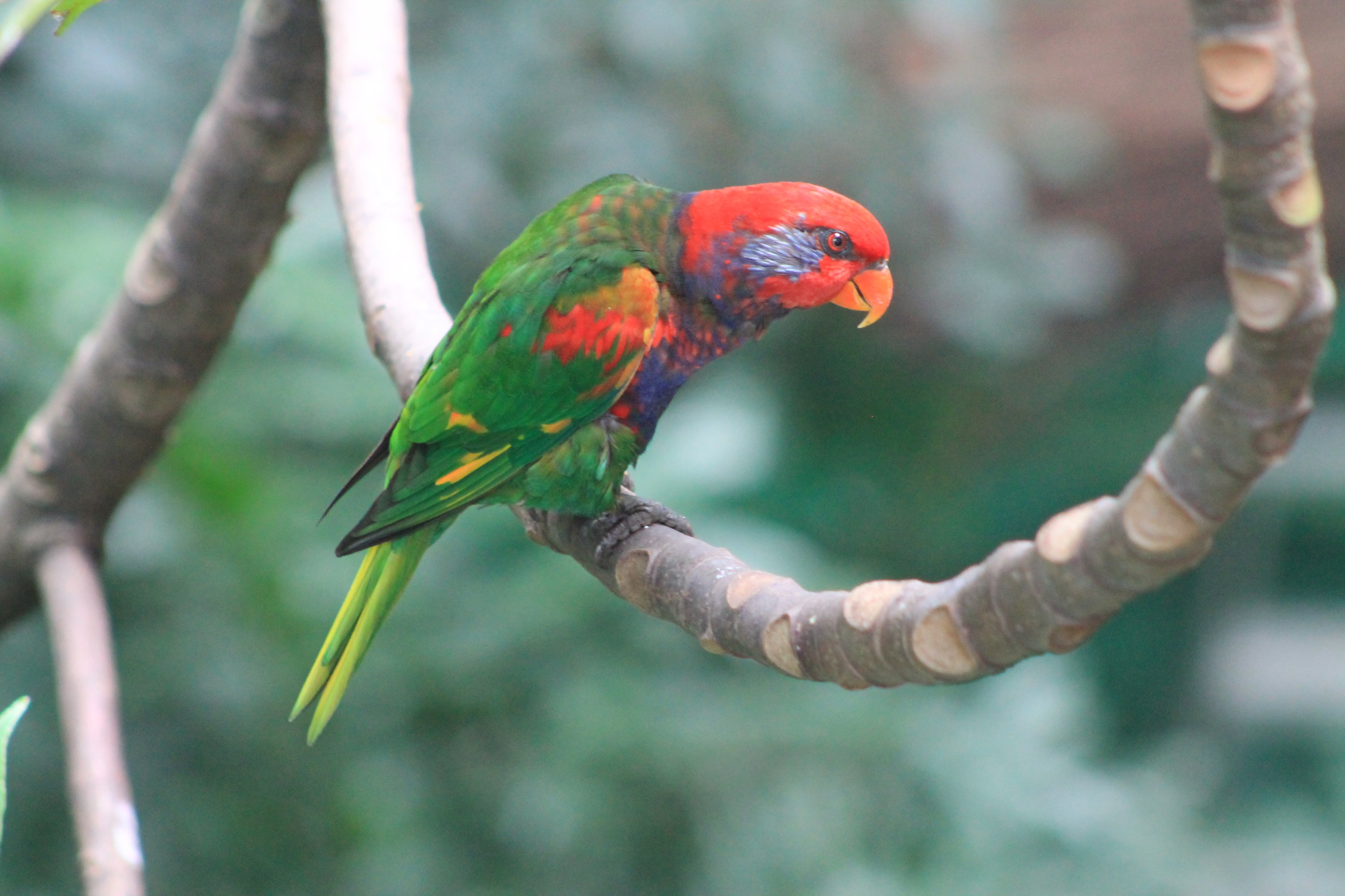 Hybrid lorikeet
