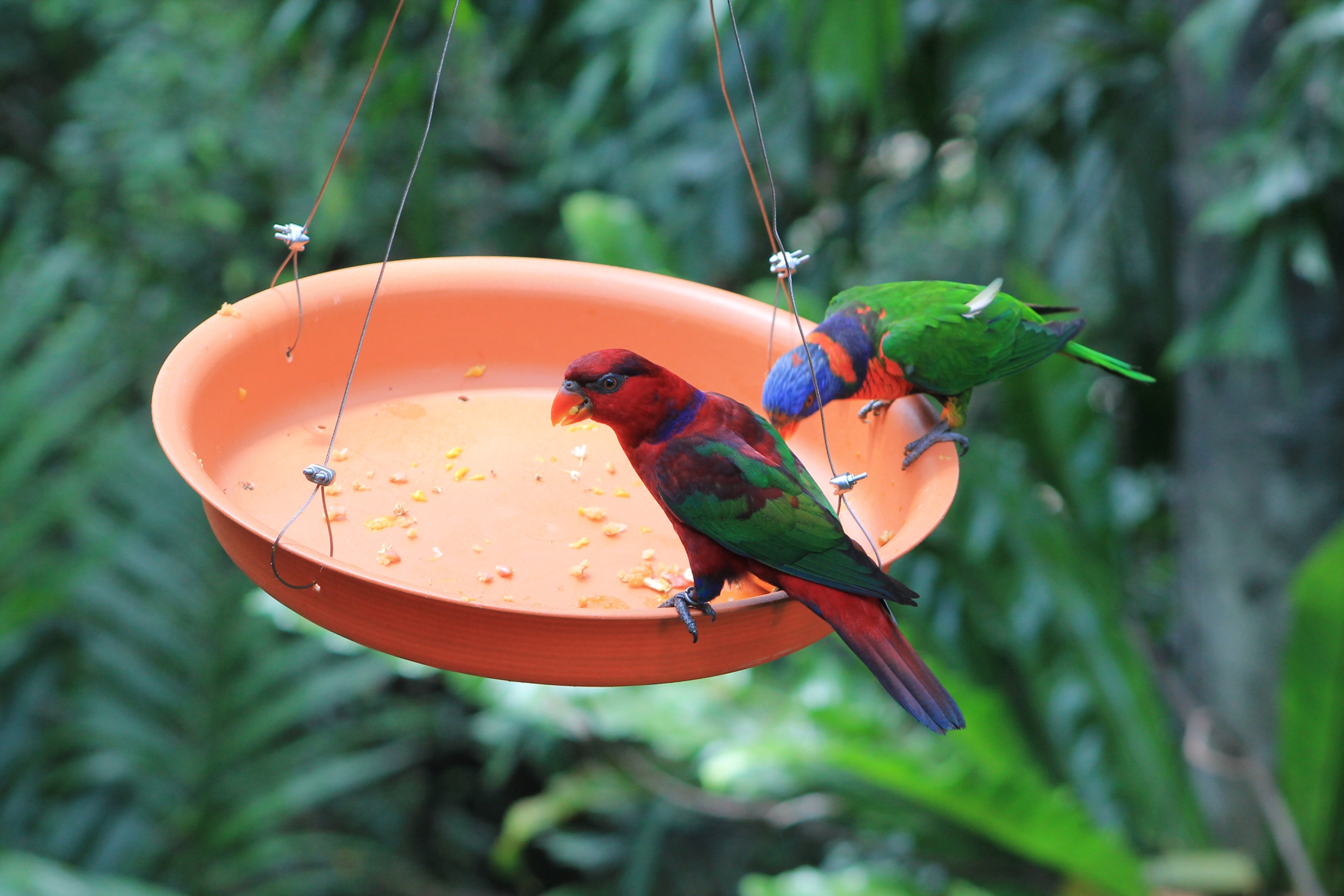 Hybrid lory and Red-collared Lorikeet
