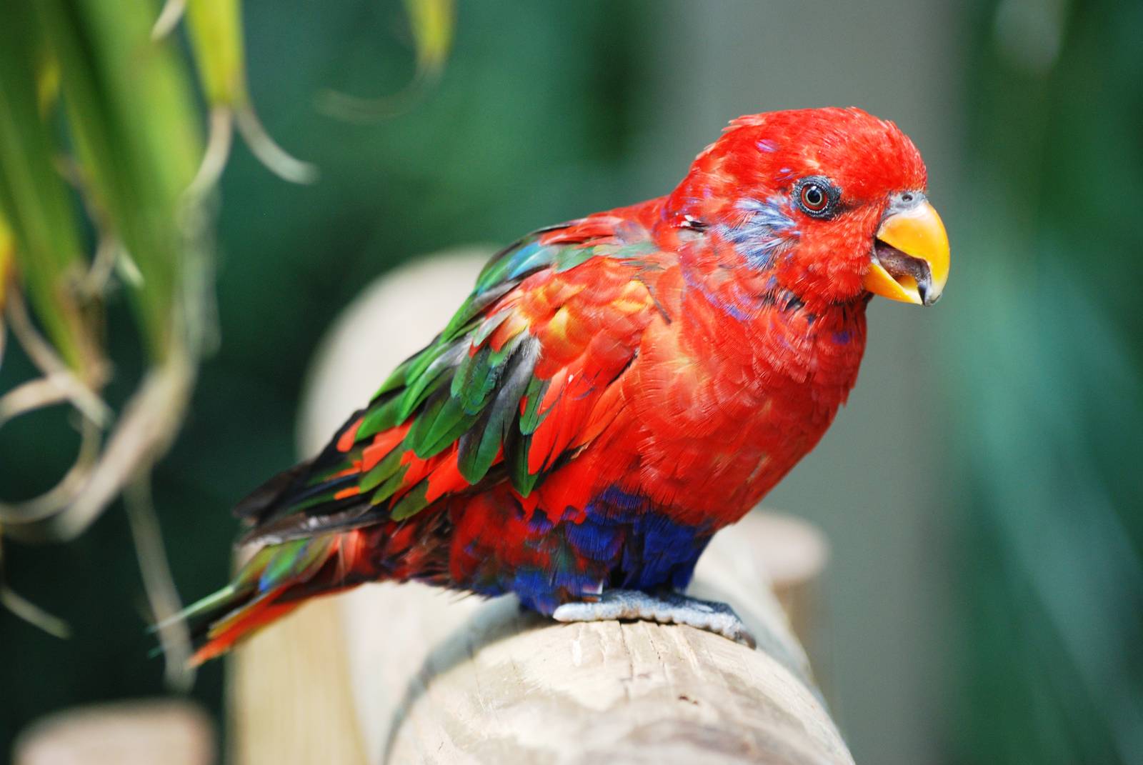Hybrid Lory at Woburn, 22/07/12