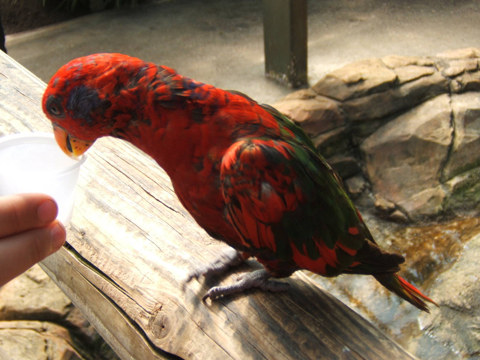 Hybrid Lory