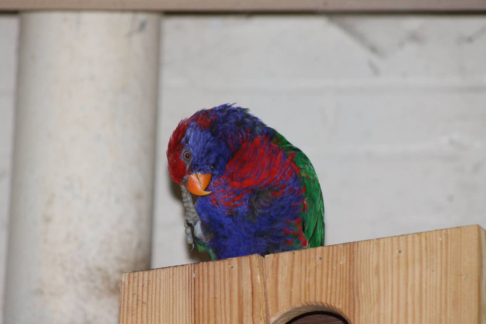 hybrid lory