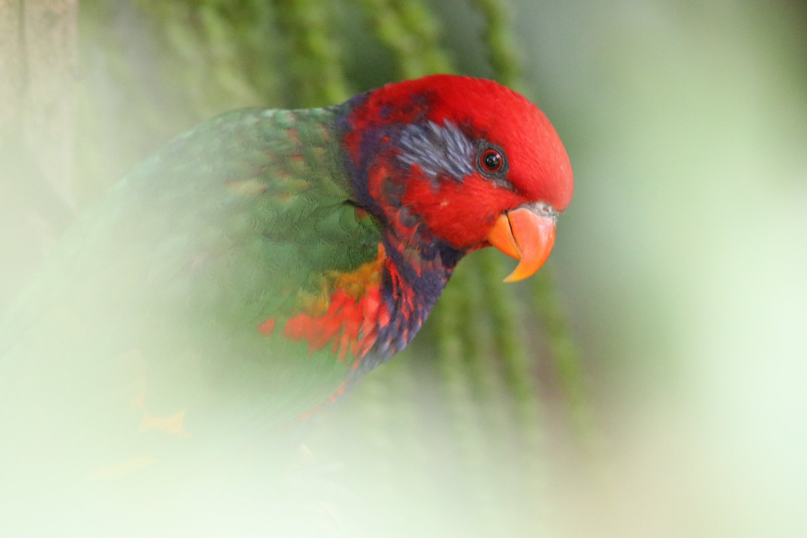 Hybrid Lory