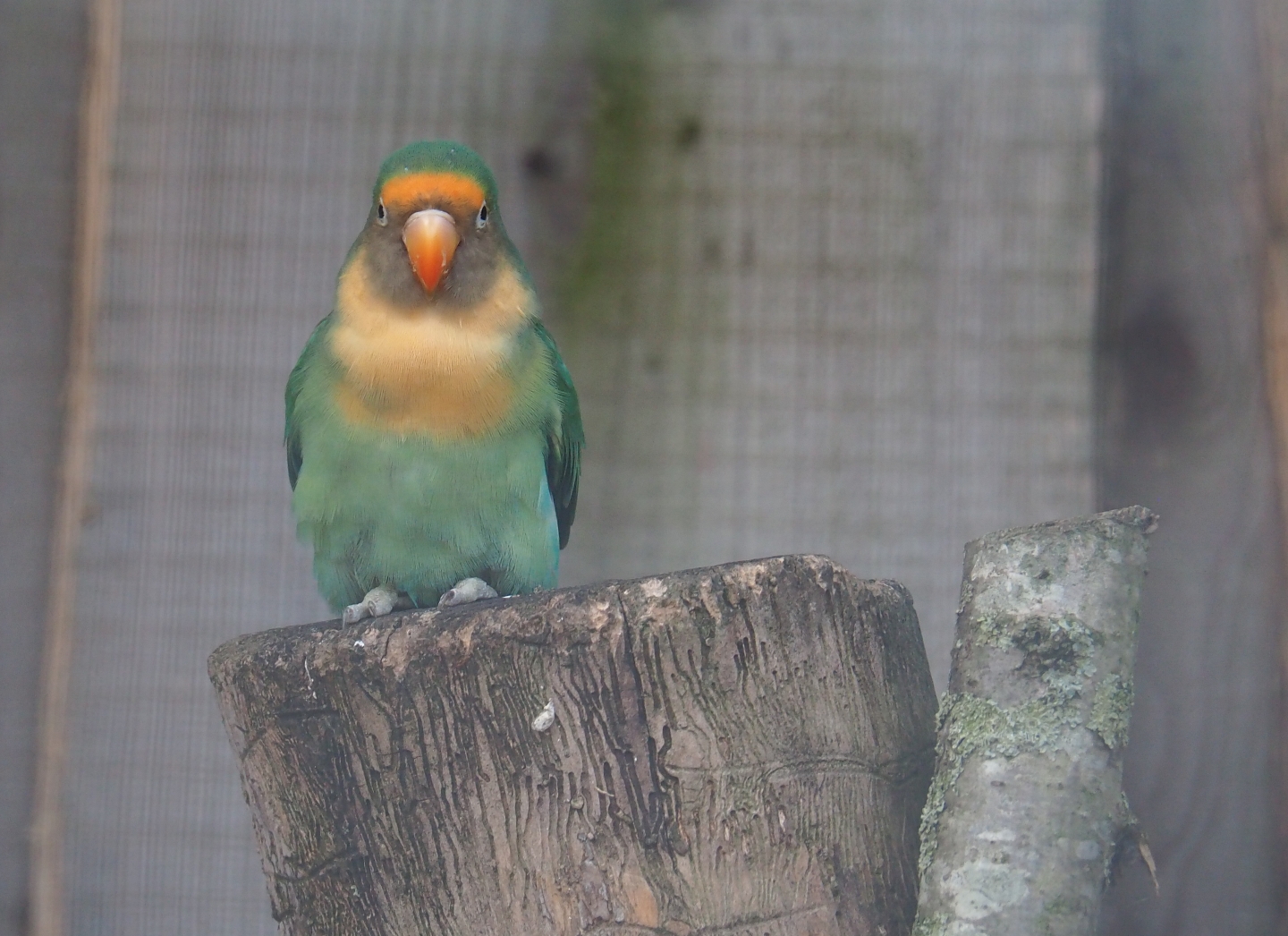 Hybrid lovebird (Possibly Agapornis fischeri X A. personatus)