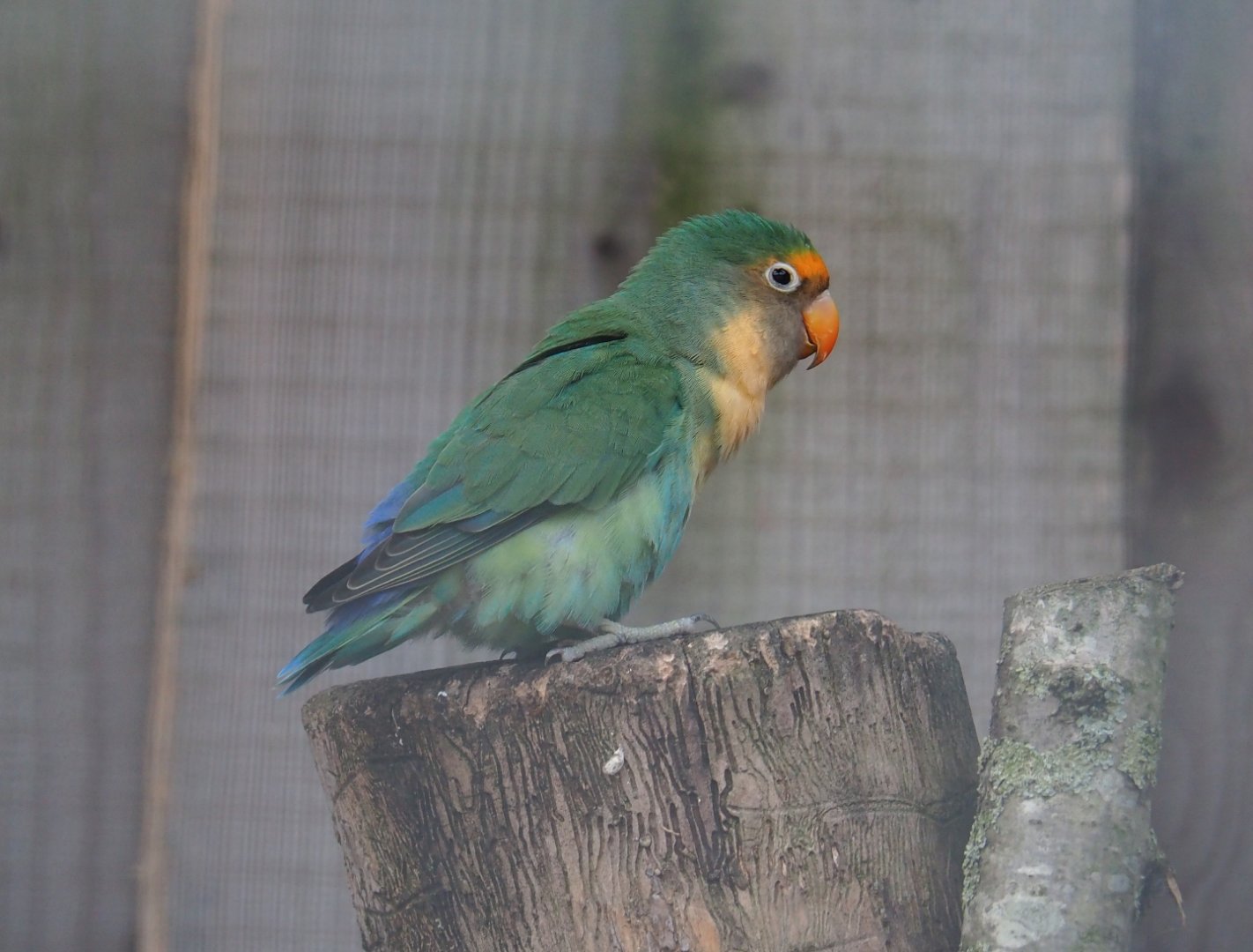 Hybrid lovebird (Possibly Agapornis fischeri X A. personatus)