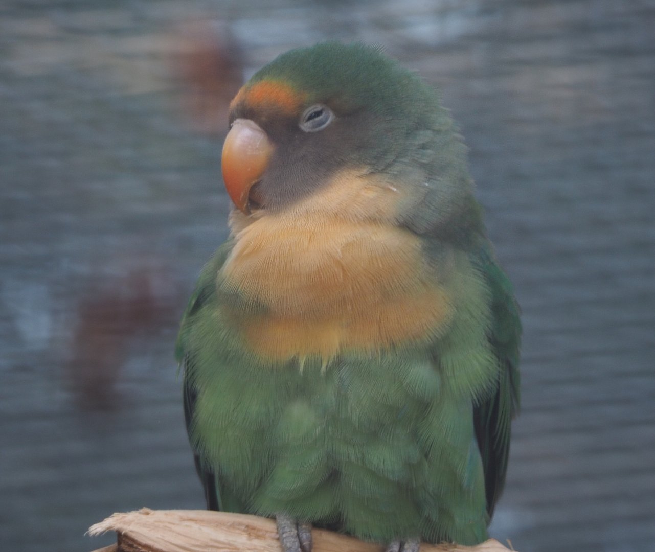 Hybrid lovebird, possibly Peach-faced X Masked (Agapornis roseicollis x A. personatus), 2020-09-12
