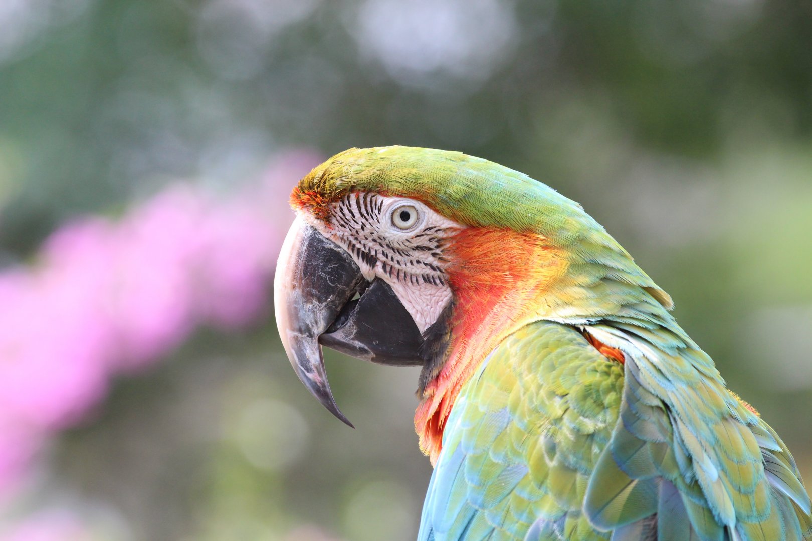 hybrid macaw (2016)