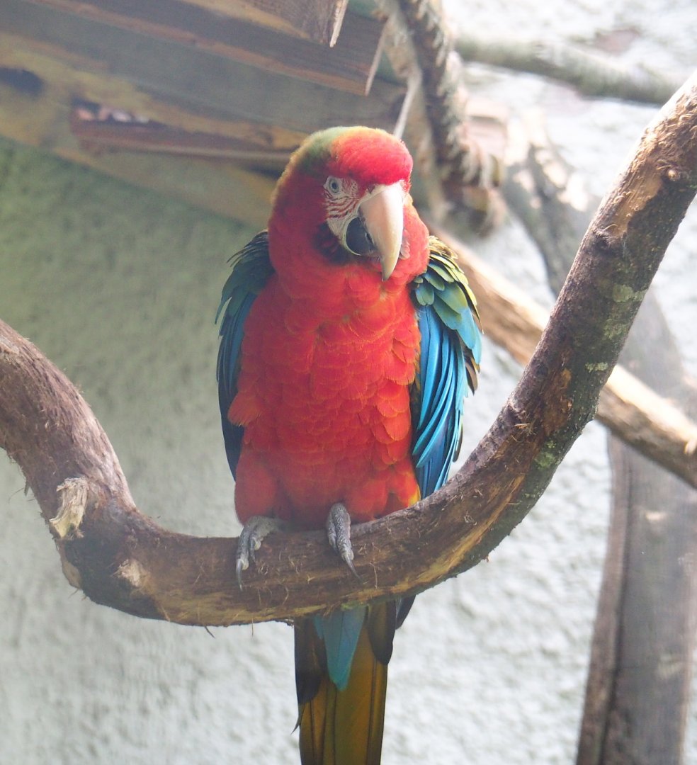 Hybrid macaw (Ara ararauna x A. chloropterus), 2021-06-15