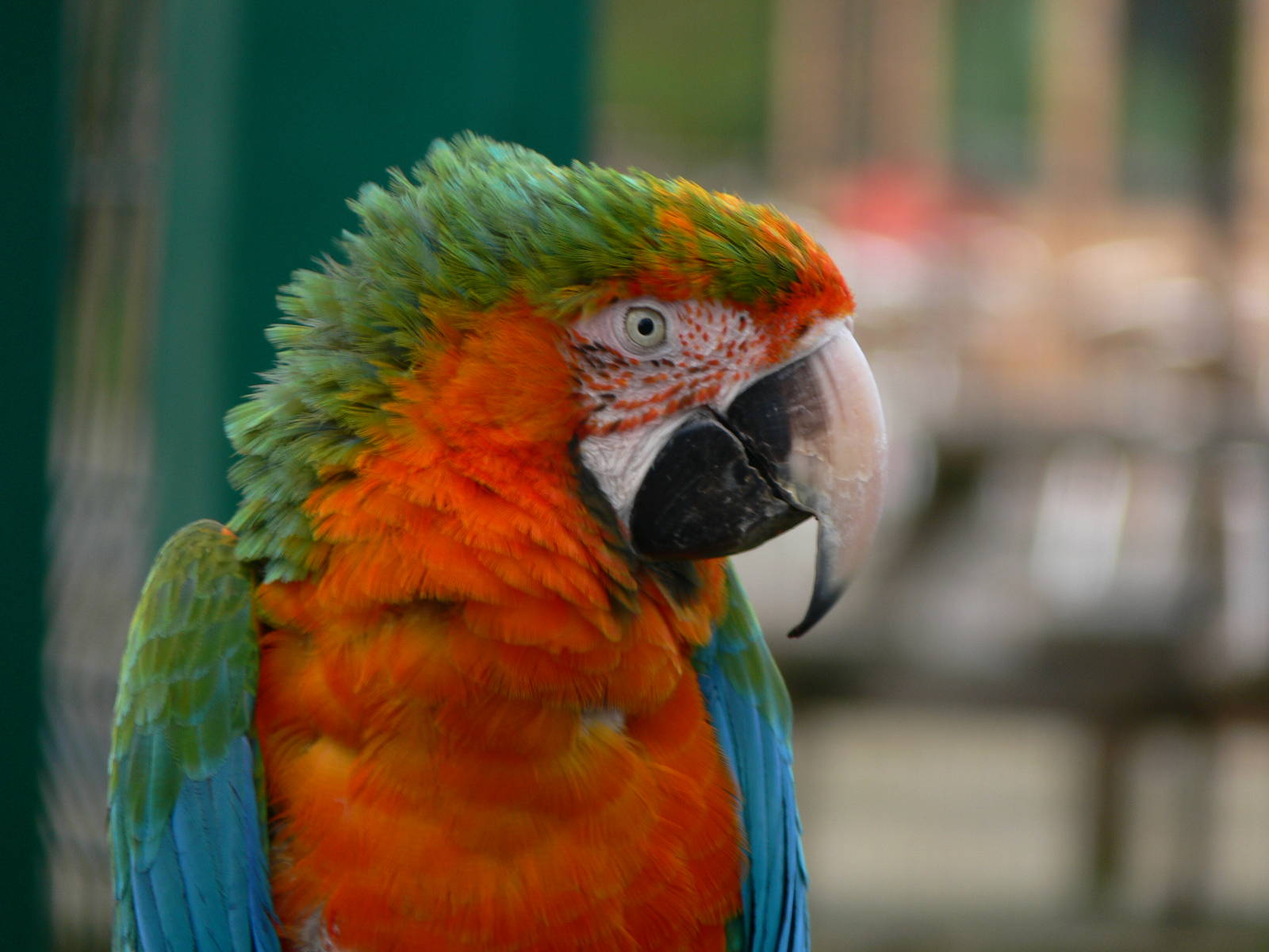 Hybrid Macaw at Blackpool Zoo, 09/12/12