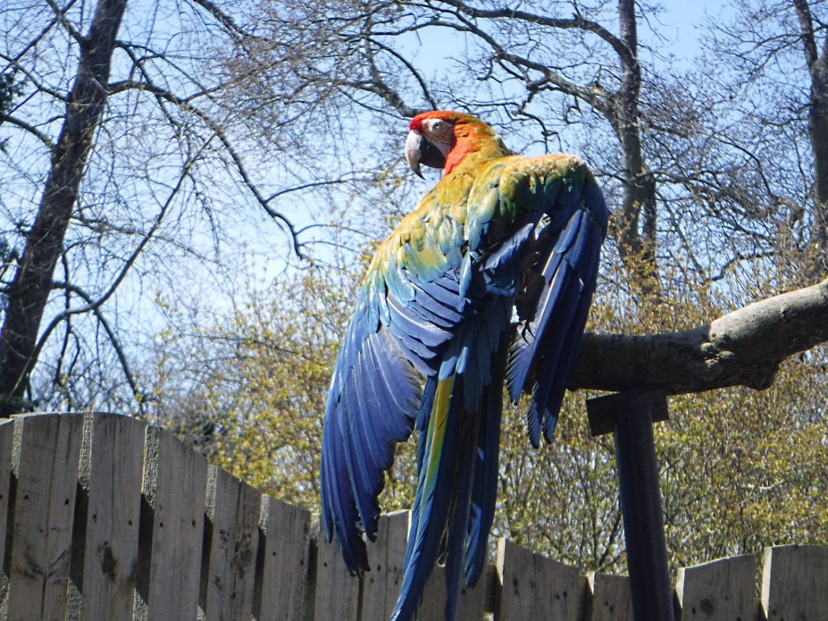 Hybrid Macaw - Birdland 2021