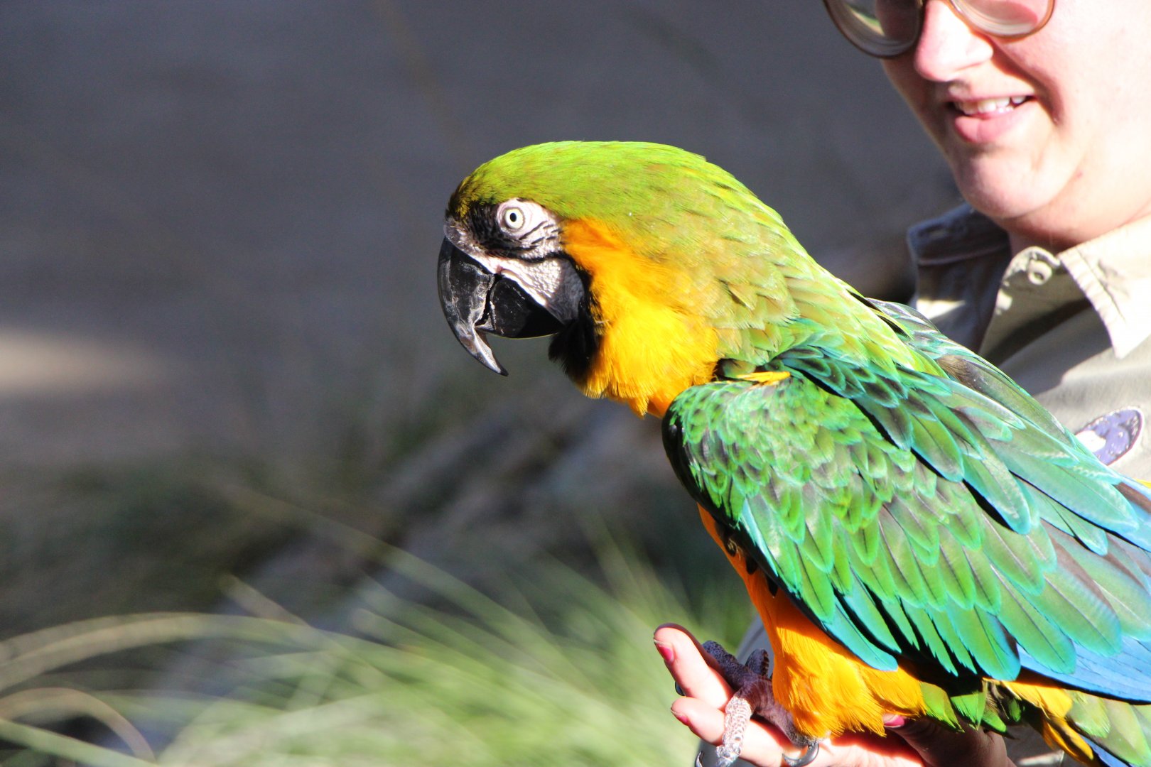Hybrid Macaw - Blue-and-Yellow x Military