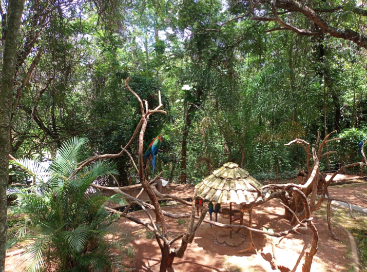 Hybrid macaw exhibit