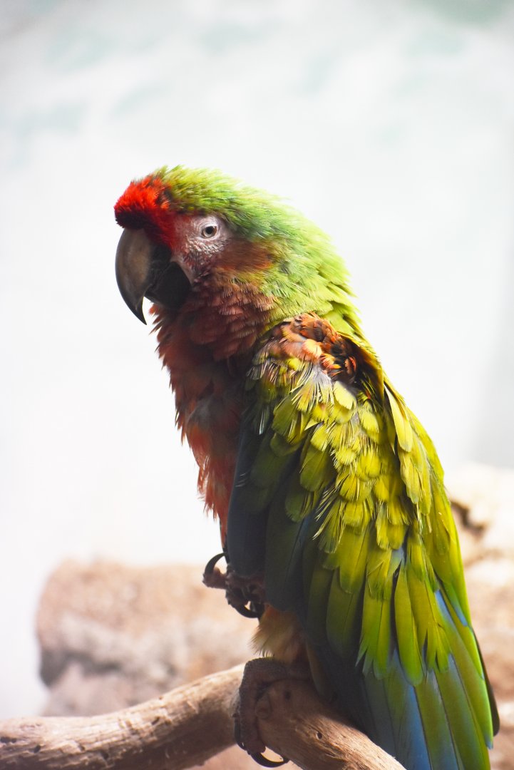 Hybrid Macaw - (Faunia)