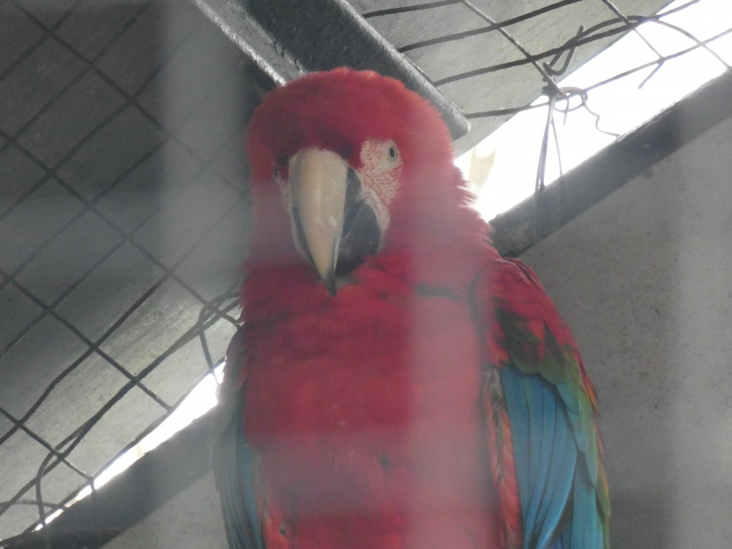 Hybrid Macaw (Green-winged Macaw X Scarlet Macaw)