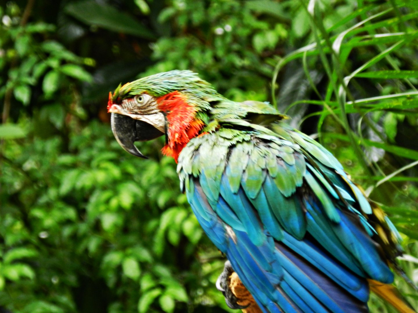 Hybrid macaw - Zooparque Itatiba