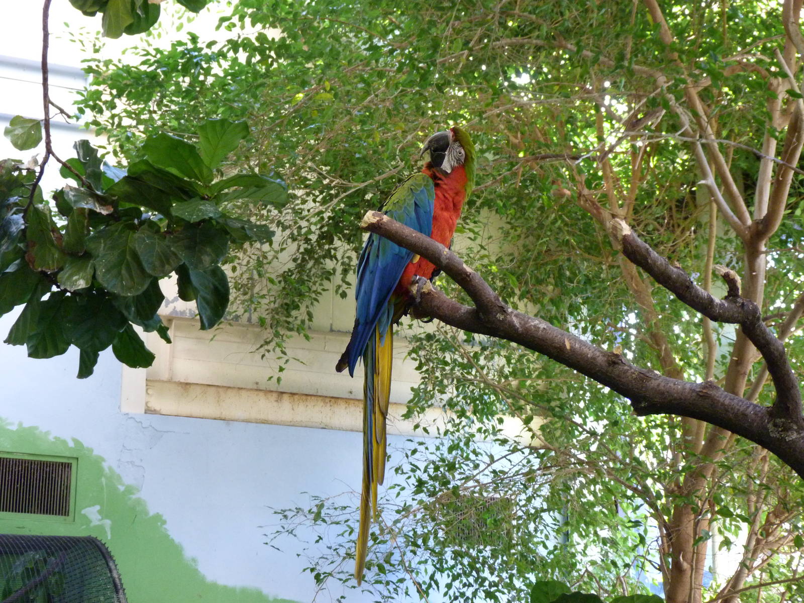 Hybrid Macaw