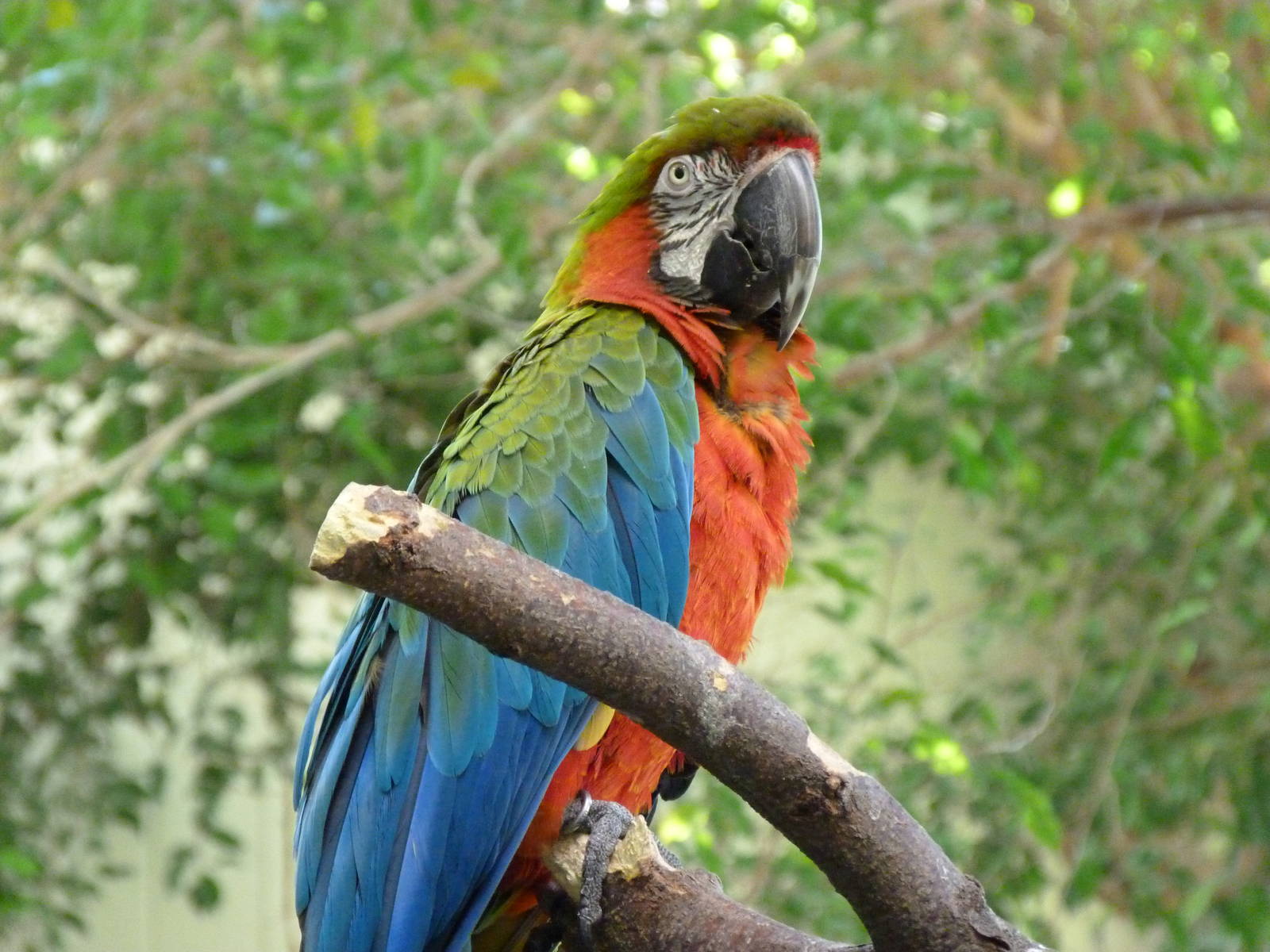 Hybrid Macaw