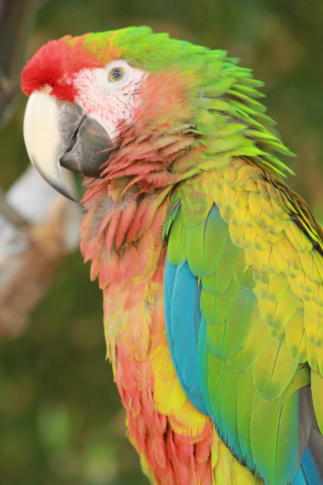 Hybrid Macaw