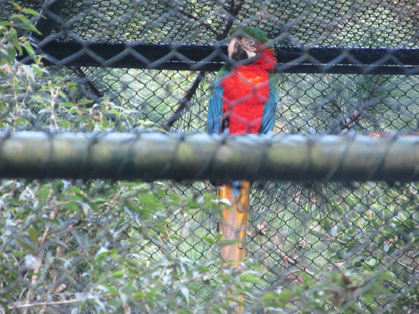 hybrid macaw