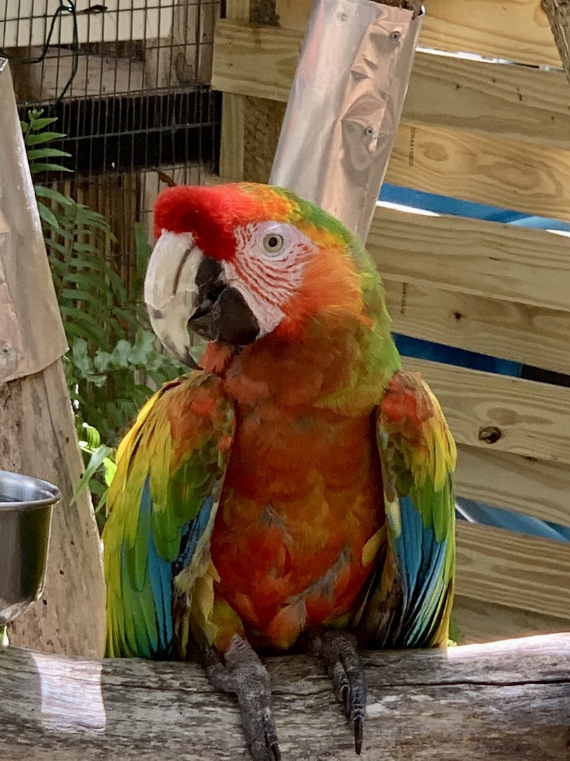 Hybrid Macaw