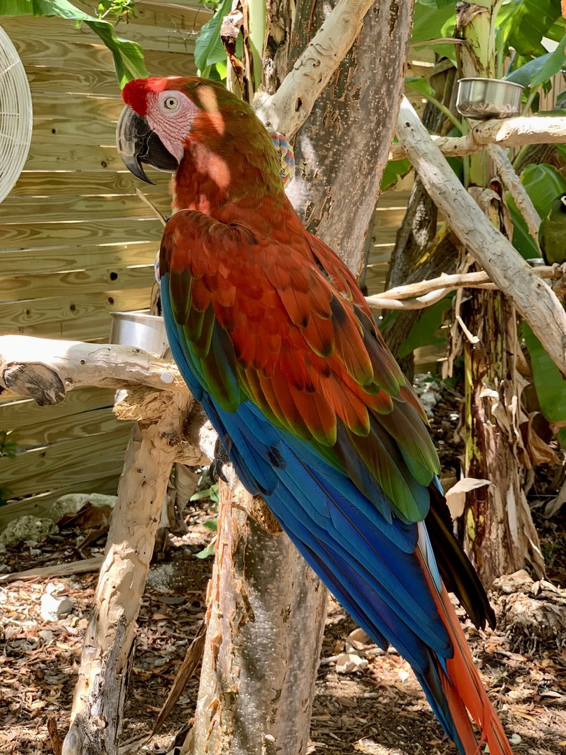Hybrid Macaw