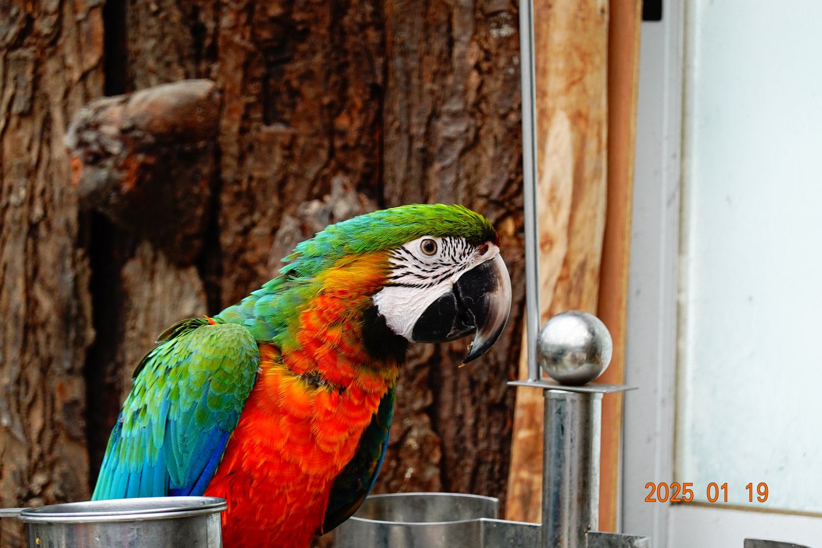 Hybrid Macaw