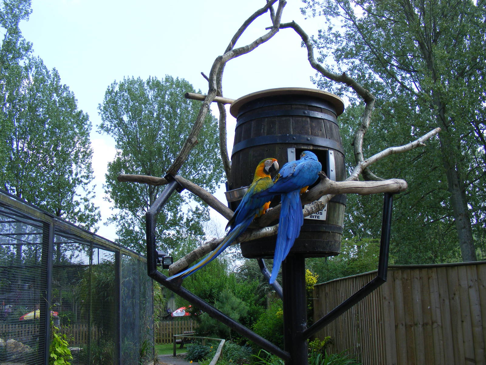Hybrid macaws at Birdland, 22 April 2011
