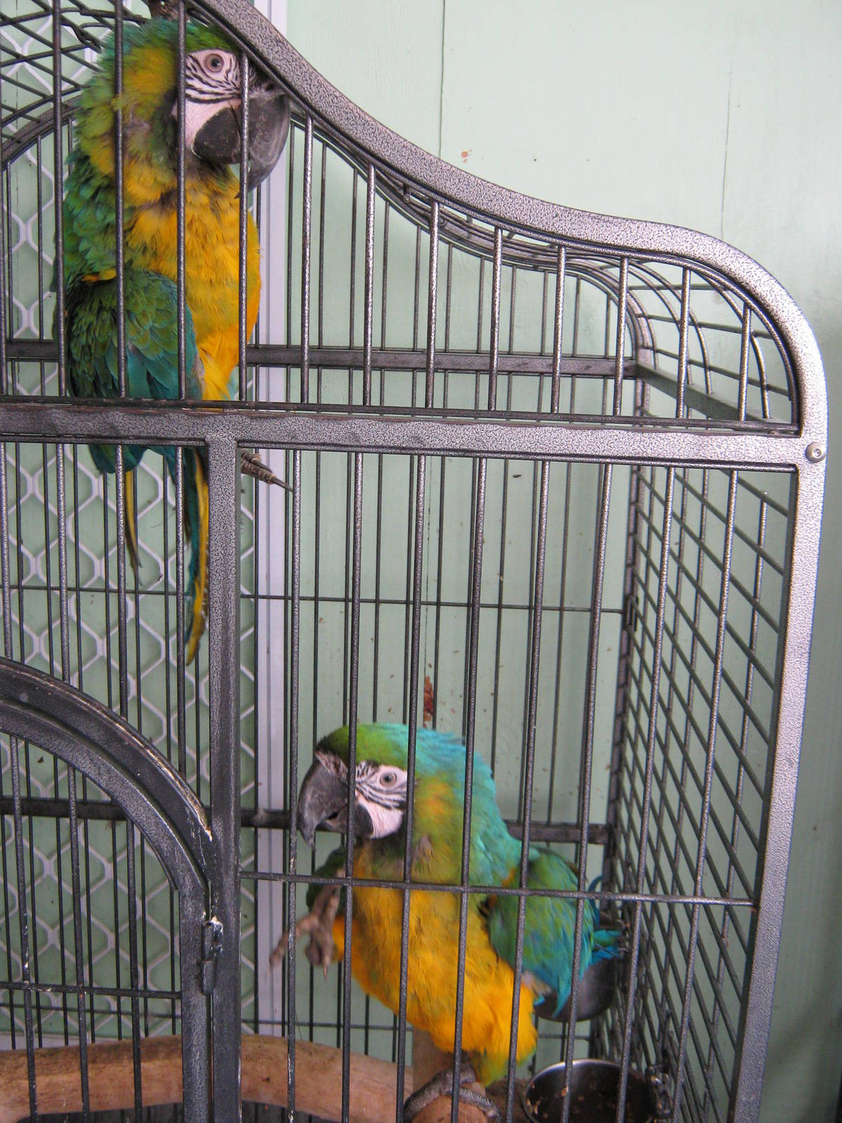 hybrid macaws, Parrot Ranch