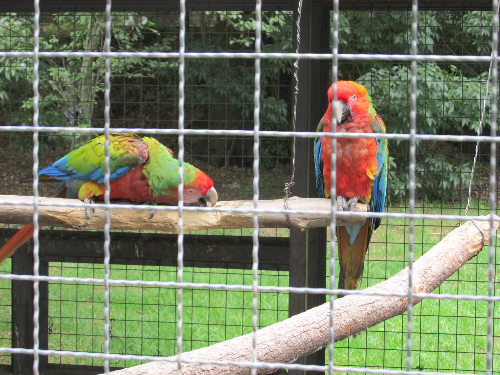 hybrid macaws zoologico del altiplano