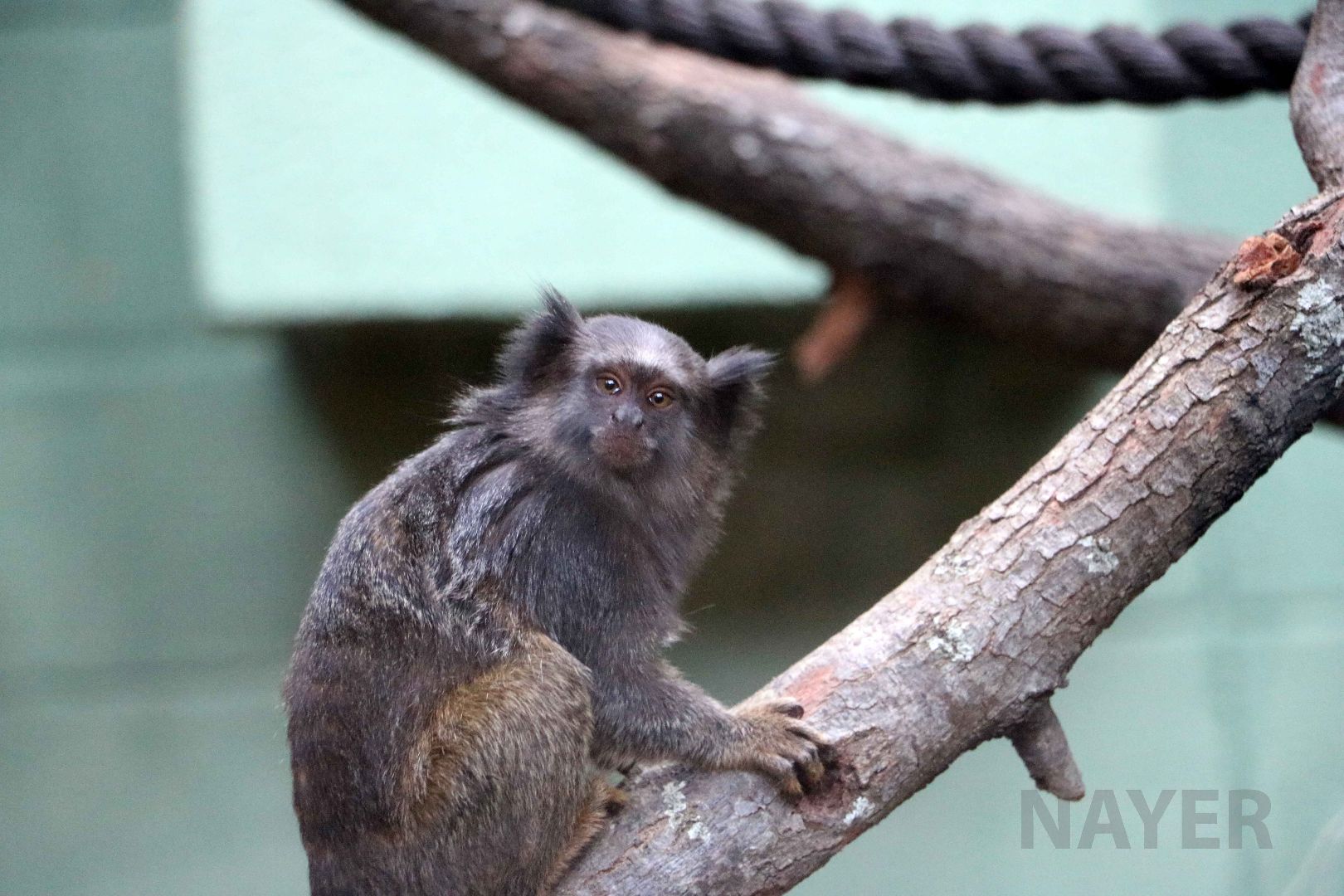 Hybrid marmoset, April 2016