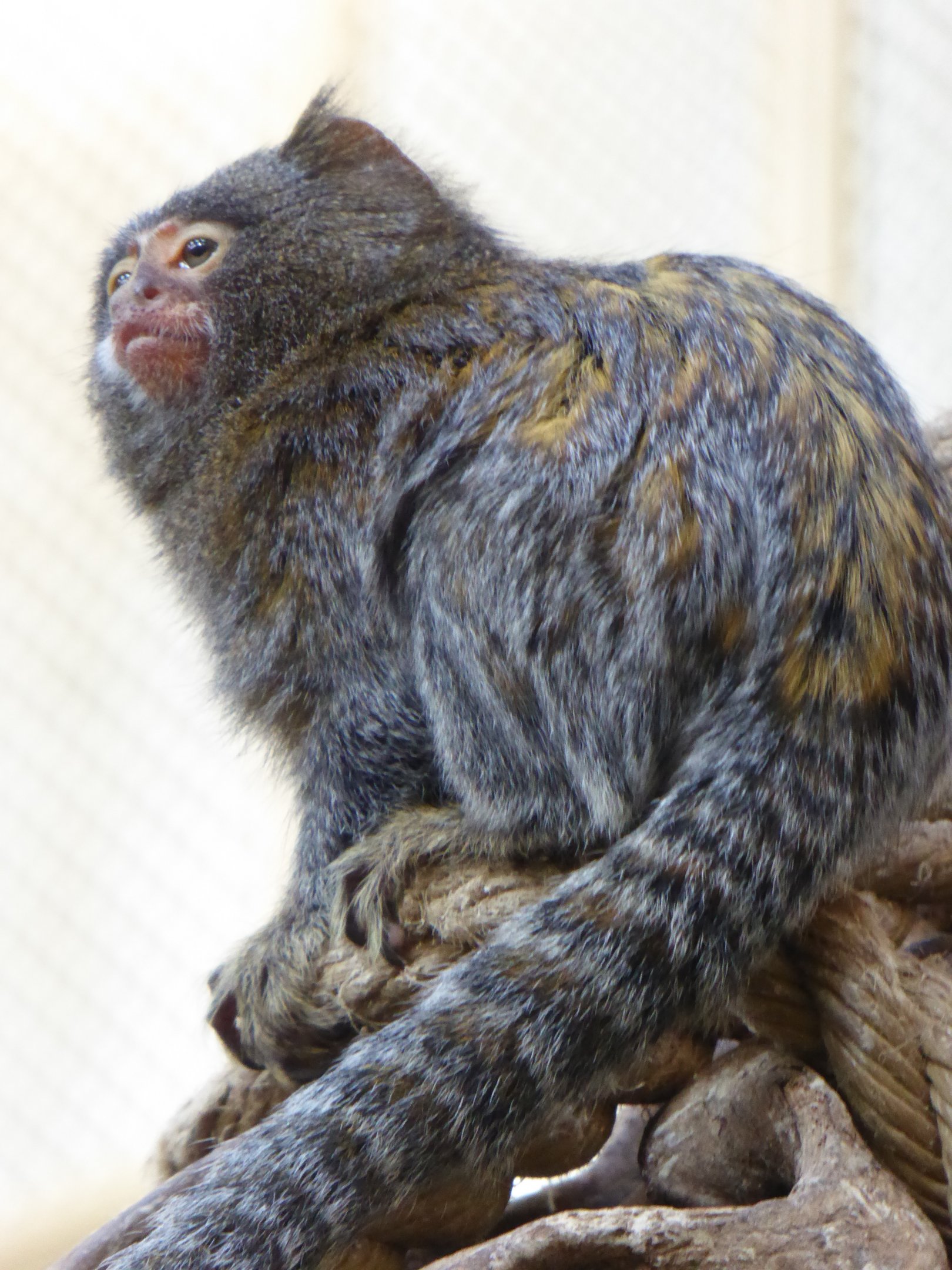 Hybrid Marmoset (Cebuella pygmaea x Callithrix geoffroyi) at Artis - 8th February 2018