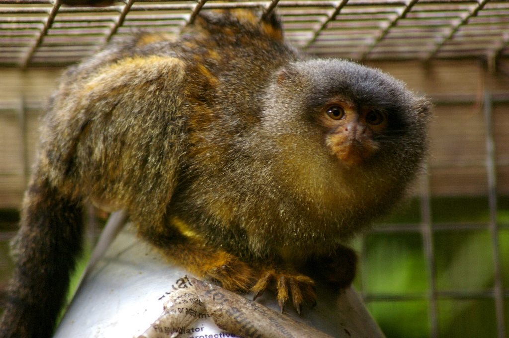 Hybrid Marmoset (Mico melanurus x Cebuella pygmaea pygmaea) - 10 November 2016