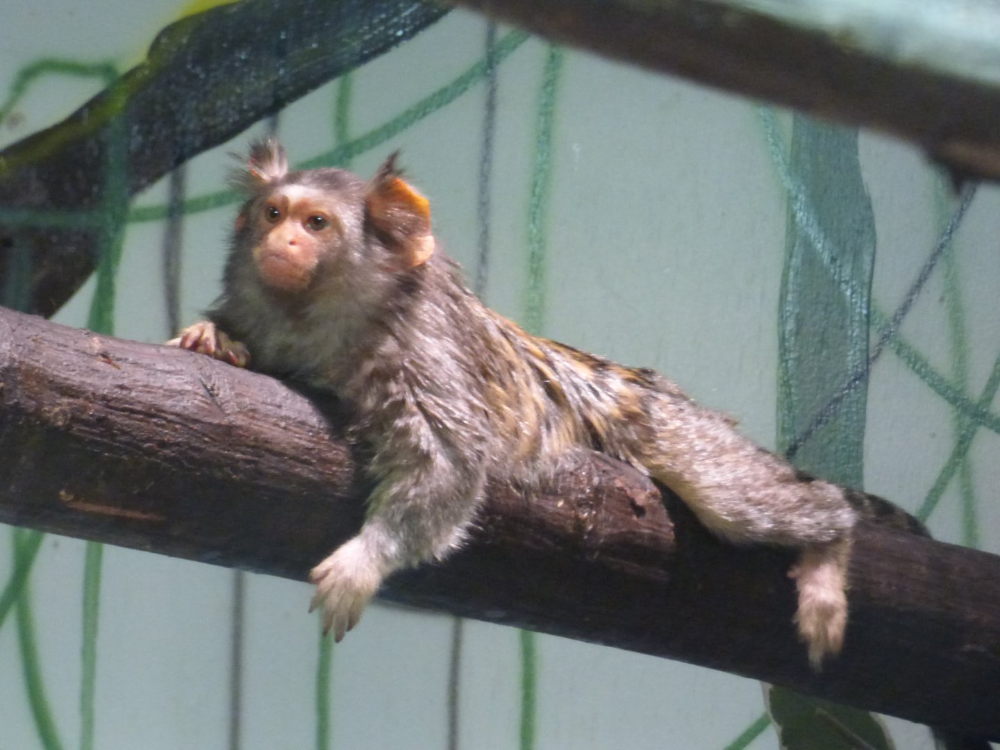 Hybrid Marmoset