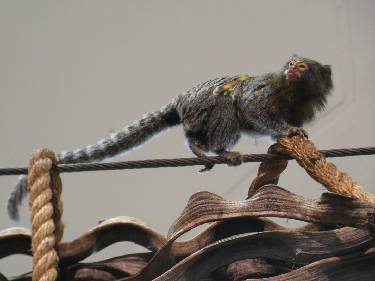 Hybrid Marmoset