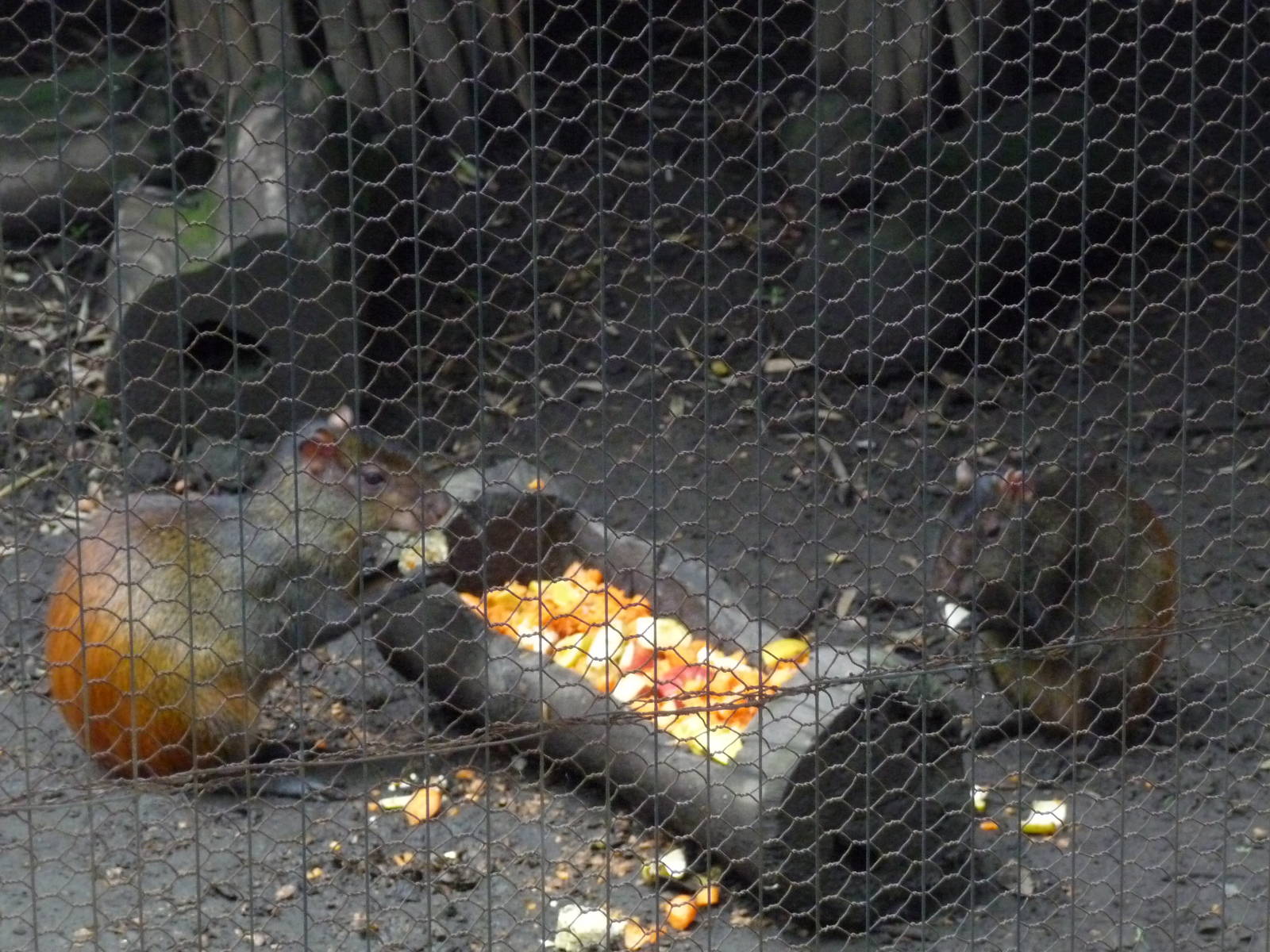 hybrid mexican aguti chapultepec zoo